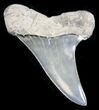 Shiny Fossil Mako Tooth - Maryland #29942-1